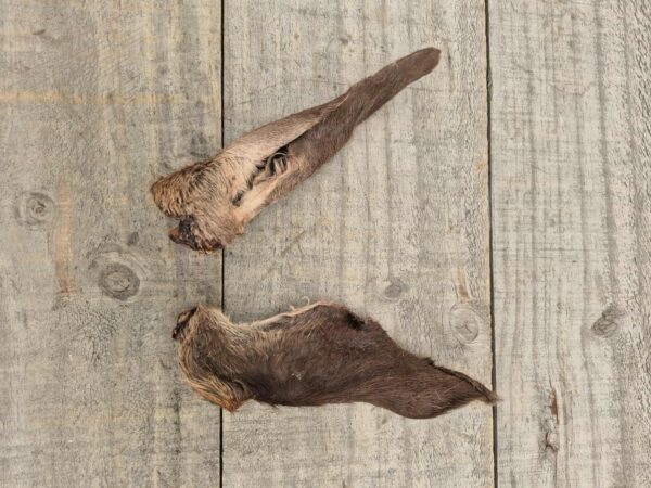 Hairy Deer Ears