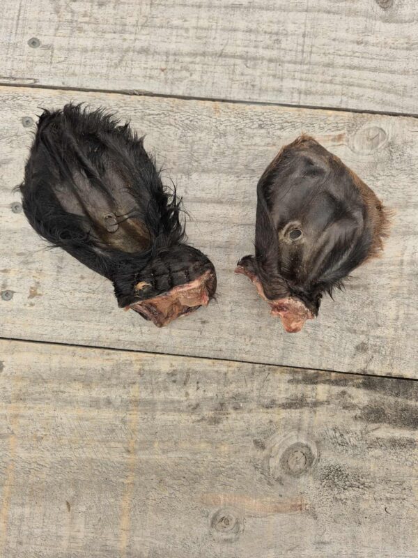 Hairy Cows Ear