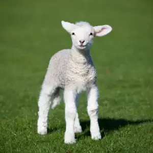 Lamb